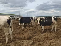 İnək, Russian Black pied cattle — foto 7