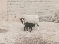 母羊, Romanov sheep — 照片 2