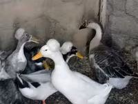 Ducks — Foto 2