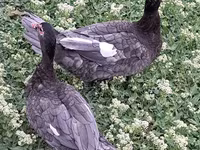 Ducks — 6-сурет