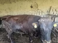 公牛, Red Estonian cattle — 照片 7