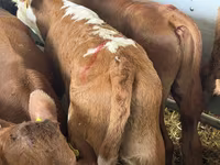Rinder (Partie, Geschlecht nicht angegeben), Simmental cattle — Foto 1