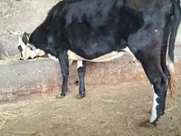 Kuh, Latvian Blue cattle — Foto 4