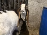 Keçi, Kamori goats — foto 3