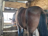 Yegua, Caballos — foto 2