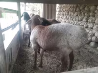 Ram, Sheep — photo 4