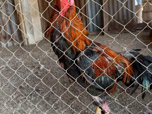 Chickens