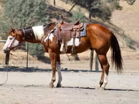 Hengst, American paint horse — Foto 7