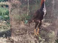 Chickens — foto 1