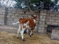 Сиыр, Simmental cattle — 4-сурет