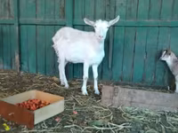 母山羊, Saanen goat — 照片 6