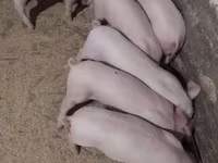 Шошқалар (топ, жынысы көрсетілмеген), Крупная белая — 1-сурет