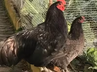 澳大利亚坑斗鸡 — 照片 3