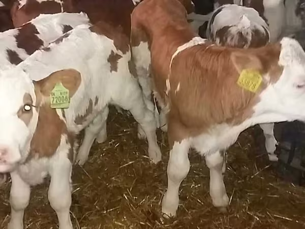 ثور, Simmental cattle