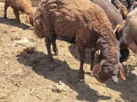 نعجة, Karakul sheep — الصورة 1