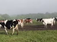 Kuh, Swiss cattle — Foto 2