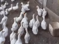 Ducks — Foto 1