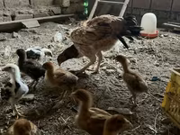 Chickens — photo 1