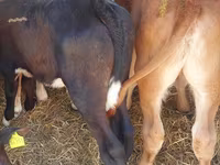 मवेशी (लॉट, लिंग निर्दिष्ट नहीं), Simmental cattle — फ़ोटो 3