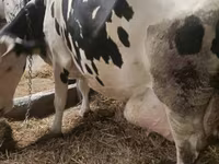 Kuh, Simmental cattle — Foto 6