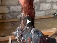 Chickens — फ़ोटो 2