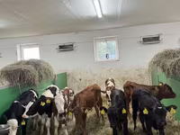Bulle, Russian Black pied cattle — Foto 3