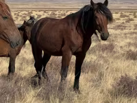 Hengst, Kazakh horse — Foto 1