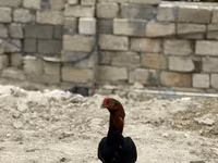 Chickens — الصورة 1