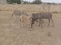 خيول (دفعة، الجنس غير محدد), الخيول — الصورة 3