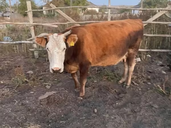 Kuh, Simmental cattle