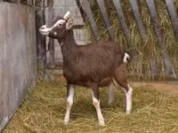 母山羊, Toggenburg goat — 照片 1