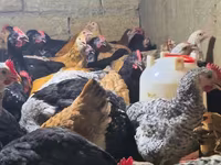 Chickens — 2-сурет