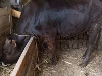 Buqa, Aberdin – Angus — 1-rasm