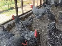 Chickens — फ़ोटो 4