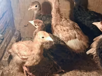 Turkeys — 照片 2