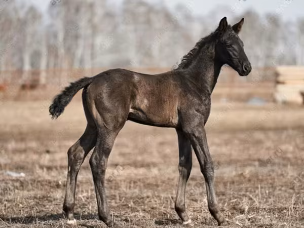 Hengst, Trakehner — Russland