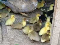 Ducks — foto 2