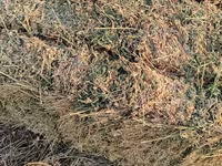Yonca balyası - Məhsul: Yonca (Medicago sativa) – sahədən presslənmiş — Foto 2