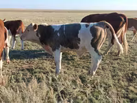 Bulle, Simmental cattle — Foto 1