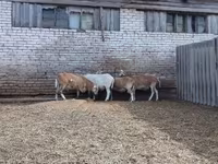 公羊, Katum sheep — 照片 3