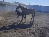 Pferde (Partie, Geschlecht nicht angegeben), Thoroughbred horse — Foto 3