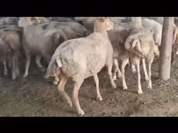 نعجة, الأغنام — الصورة 4