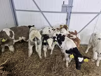Rinder (Partie, Geschlecht nicht angegeben), Simmental cattle — Foto 1