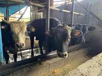Bulle, Simmental cattle — Foto 5