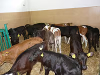 Cow, Cattle — photo 4