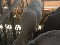 كبش, Merino sheep — الصورة 2