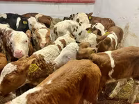 Qoramol (partiya, jinsi ko‘rsatilmagan), Simmental cattle — 2-rasm