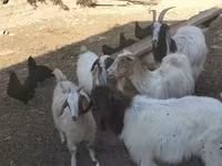 تيس, الماعز — الصورة 1