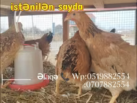 Chickens — 2-сурет