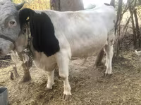 Bull, Swiss cattle — photo 3